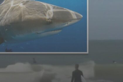 Spring breakers often fall prey to sharks